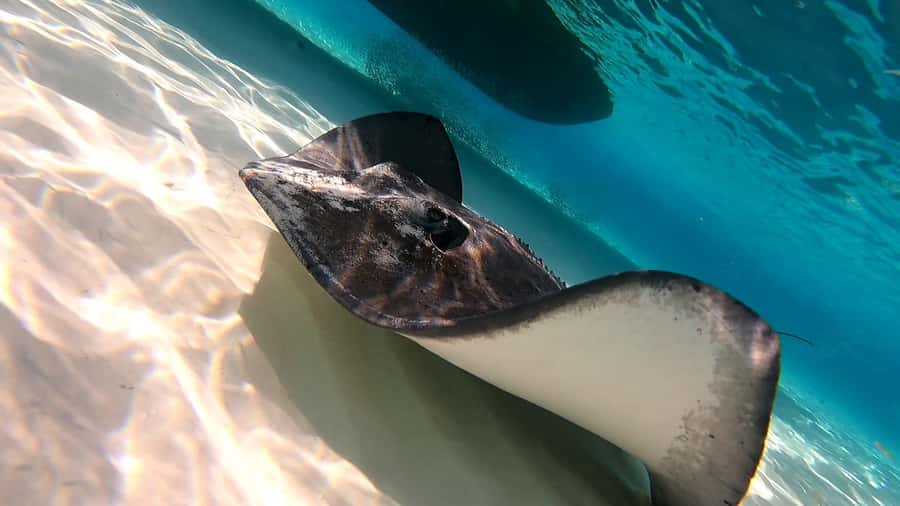 From Cozumel: Starfish, Stingrays and the Turtle Sanctuary - Time, boat travel, and the four-hour promise