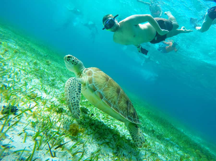 From Cozumel: Starfish, Stingrays and the Turtle Sanctuary - Meeting at Marina Cozumel ASIPONA