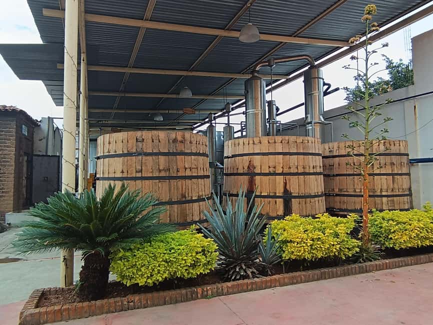 From Guadalajara: Tequila Town and Cantaritos El Guero - Who should book this Guadalajara day trip?