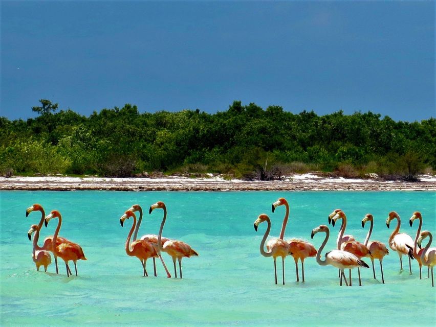 From Riviera Maya: Holbox Full-Day Tour with Lunch - Yalahau Cenote brings freshwater relief