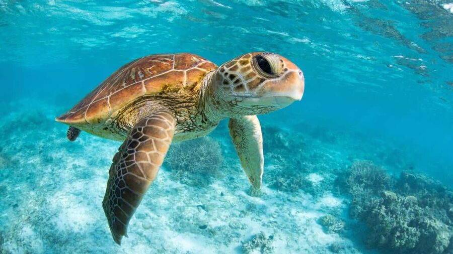 From Riviera Maya: Tulum, Cenote, & Akumal Turtle Swim Trip - Key points to know before booking