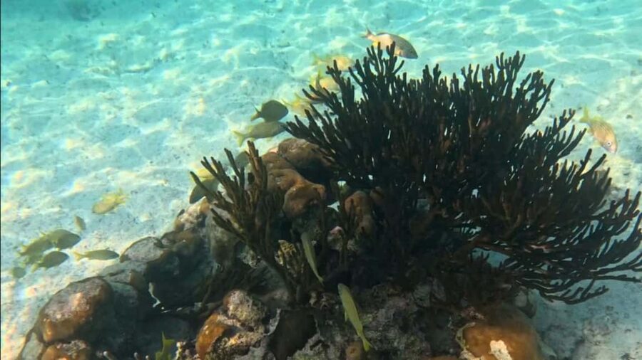 From Riviera Maya: Tulum, Cenote, & Akumal Turtle Swim Trip - Should you book the Akumal turtle and Tulum trip?