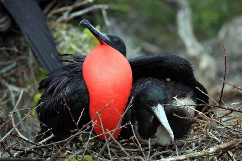 From Tulum: Sian Kaan Boat Trip Adventure with Lunch - Three hours of wildlife watching by boat