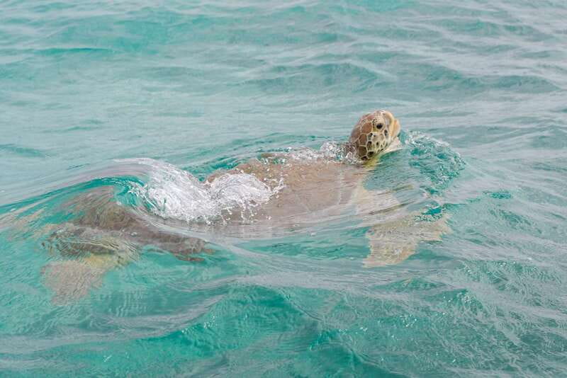 From Tulum: Sian Kaan Boat Trip Adventure with Lunch - The reef stop and the snorkeling gamble