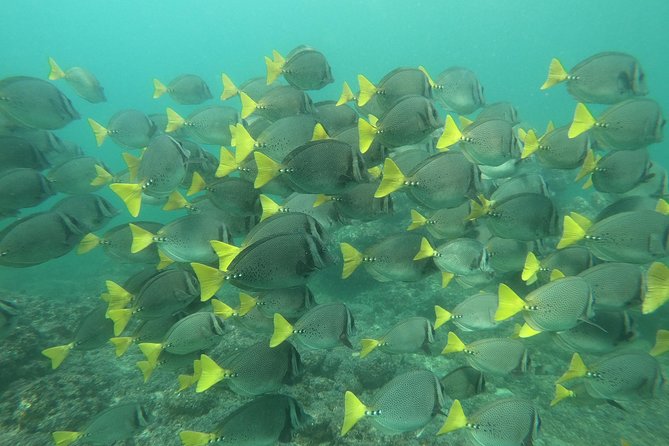 Full-Day Experience in Banderas Bay - Colomitos, the small beach called Playa del Amor