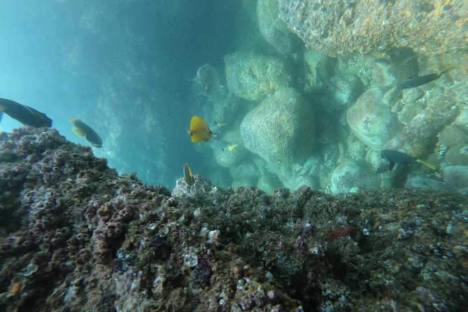 Full-Day Experience in Banderas Bay - Los Arcos de Mismaloya above and below the water