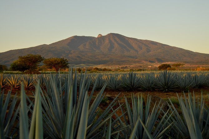 Full-Day Tequila Tour from Guadalajara - Key points to know before you book