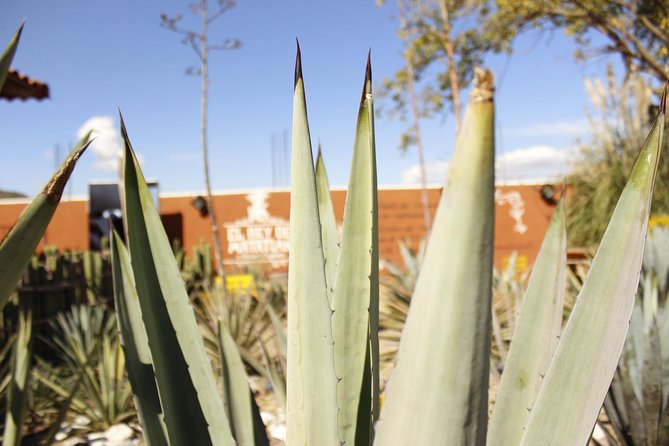 full day tour : Boil the water, Teotitlan, Mezcal, tule and Mitla - Santa María del Tule and Oaxaca’s Famous Tree
