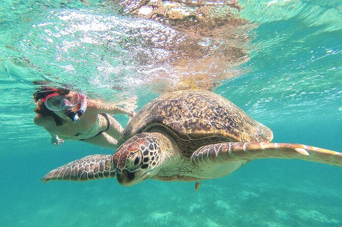 Full Day Tour to Tulum Cenote and Swim with Turtles in Akumal - Key points at a glance