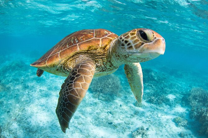 Full Day Tour to Tulum Cenote and Swim with Turtles in Akumal - Who should book this day trip?