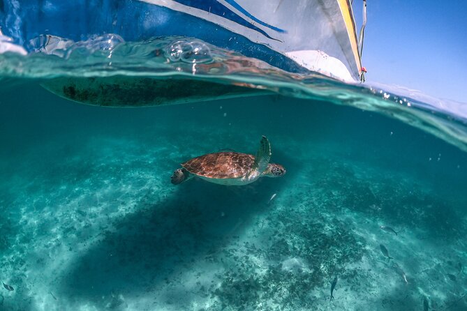 Full Day Tulum Ruins Tour Cenote and Swimming with Sea Turtles - Guides, drivers, and the value of a small group