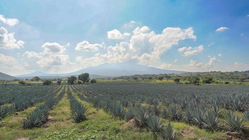 Guadalajara: Premium Tequila Tour with Tastings and Pairings - Key things to know before you book