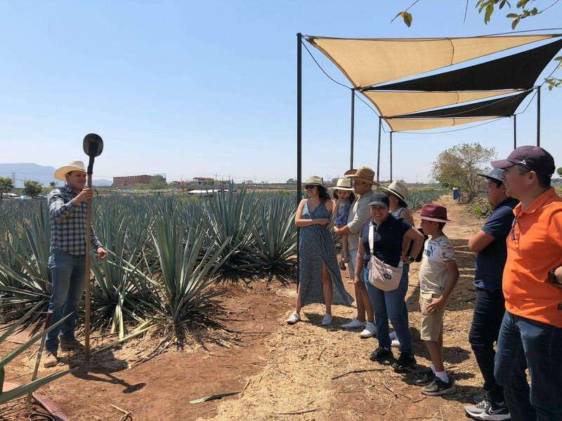 Guadalajara: Premium Tequila Tour with Tastings and Pairings - Price, transport, and what is included