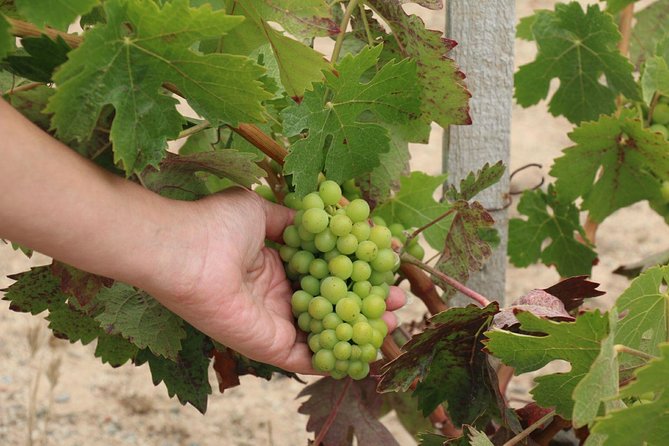 Guadalupe Valley Wine Route Tour in Baja California - The valley route: vines, barrels, and Russian-colony stories