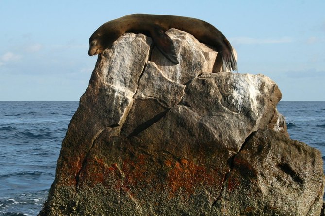 Guided Tour Los Cabos: Boat | Tacos & Tequila | Photos & Transfer - Why the small-group van matters