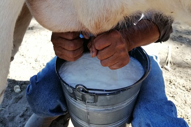 Half Day Excursion - Horseback Riding Adventure in SMA - Why the private format matters for families