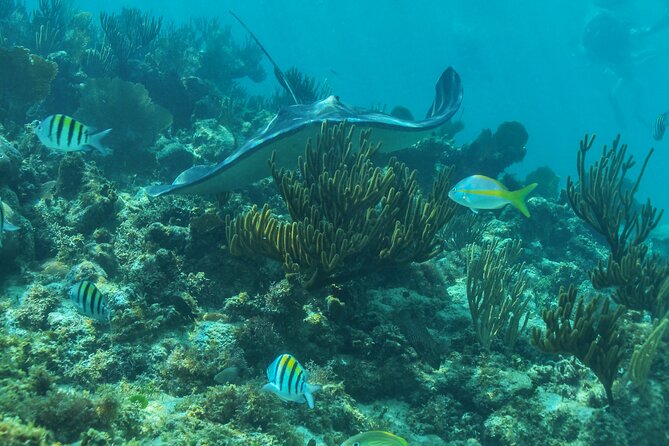 Half-Day Luxury Sailing Experience in Tulum with Open Bar - Snorkeling Near the Caribbean Coast