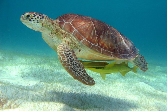 Half-Day Sea Turtle and Cenote Snorkeling Tour from Cancun & Riviera Maya - Early pickup gets you to Akumal before the worst crowds