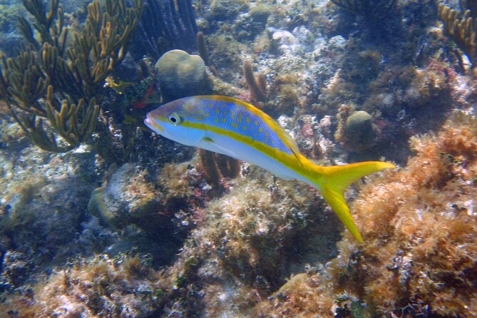 Half-Day Tour Discovering Sian Ka´an with Lunch - Boca Paila and the search for wildlife