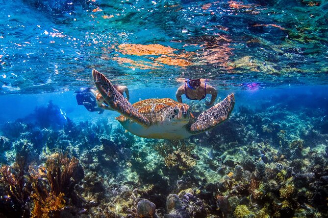 Hidden Cenote Swim: Snorkeling, Sea Turtles and Beachside Lunch - Key points before you book