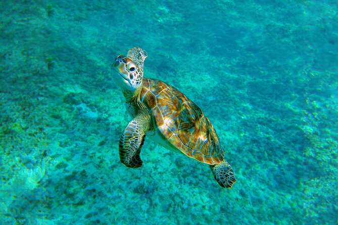 Hidden Cenote Swim: Snorkeling, Sea Turtles and Beachside Lunch - Punta Venado Beach Club: a relaxed finish with uneven food reports