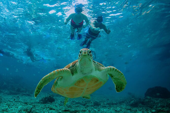 Hidden Cenote Swim: Snorkeling, Sea Turtles and Beachside Lunch - The cenote: an underground swim with a cool surprise