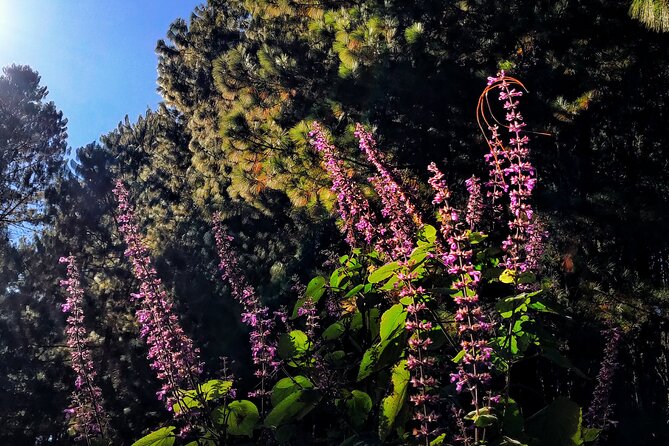 Hiking in the Sierra Norte of Oaxaca - How Luis Fernando handles different abilities