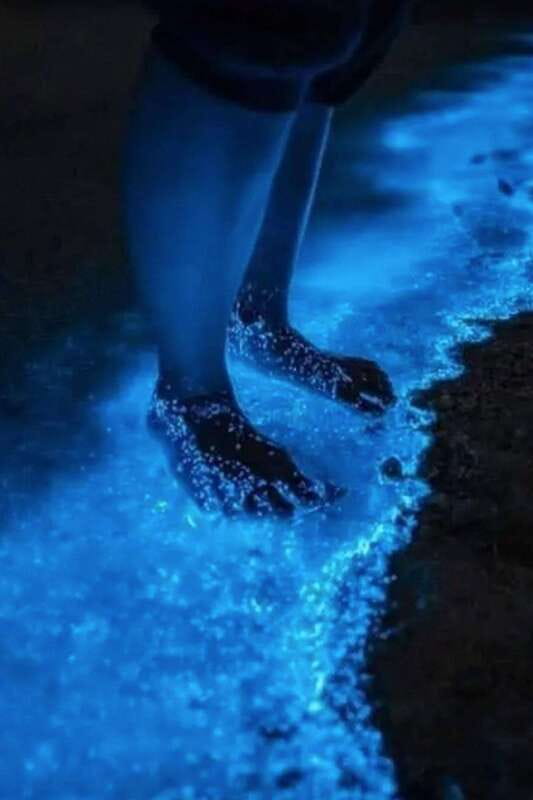 Holbox: Guided Bioluminescence Kayaking Tour - Why Holbox is a good place for night kayaking