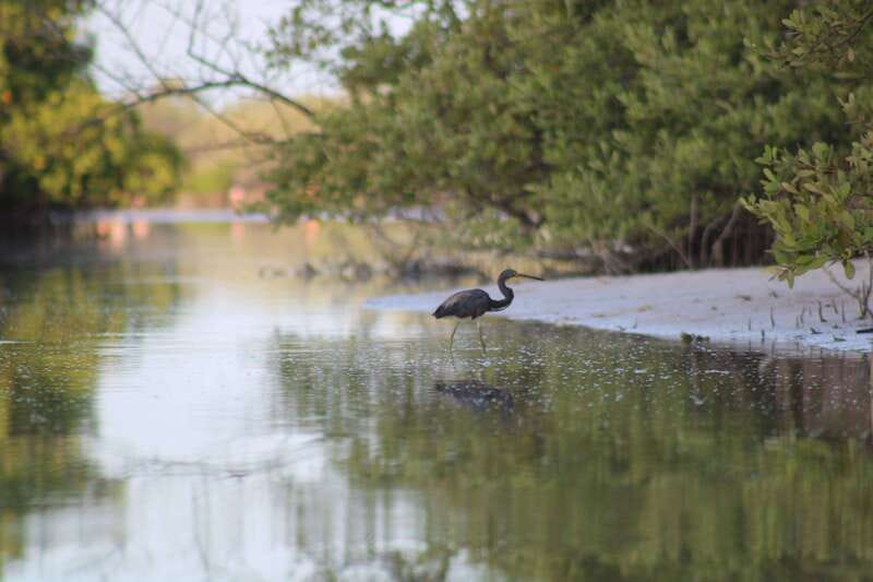 Holbox: Guided Sunrise/Sunset Kayak Tour by Mangrove Reserve - Why sunrise is the right time for the mangroves