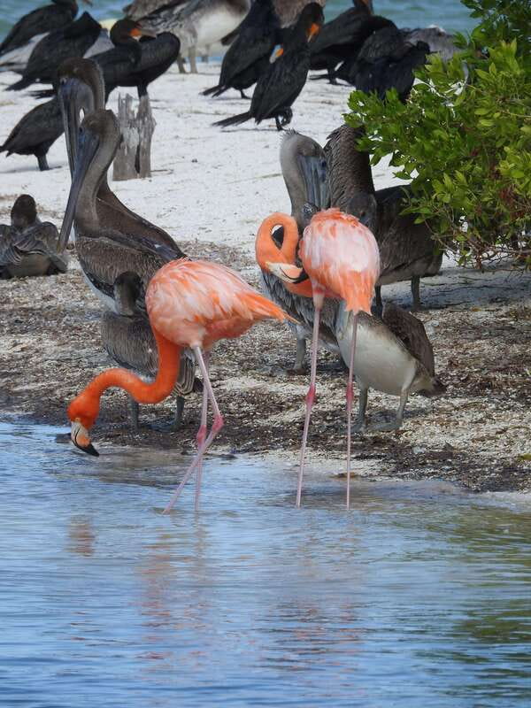 Holbox: Yum Balam Reserve Classic Boat Tour - Quick take: what makes this boat trip worthwhile