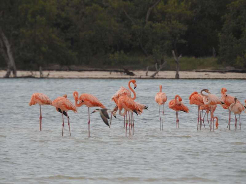 Holbox: Yum Balam Reserve Classic Boat Tour - From Holbox marina into Yum Balam Reserve
