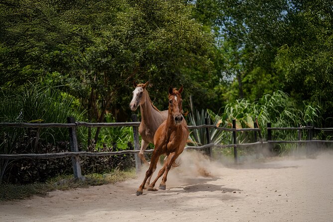 Horseback Riding and Cenote Swim from Cancun or Playa del Carmen - Cooling off in the cenote