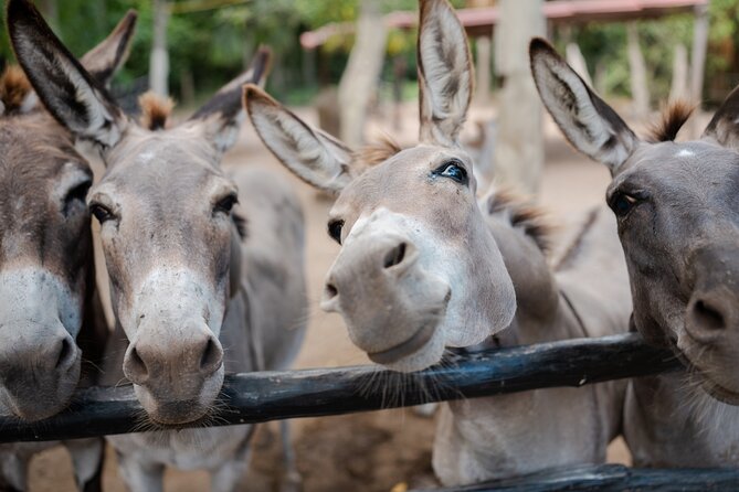 Horseback Riding and Cenote Swim from Cancun or Playa del Carmen - Snacks, drinks, and the optional photos