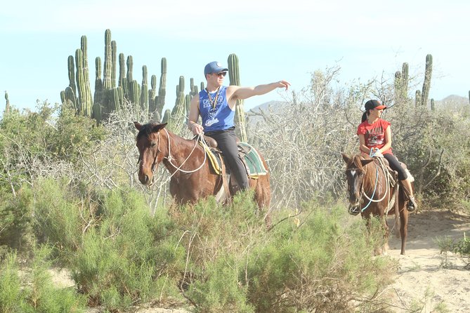 Horseback Riding Tour in Cabo San Lucas - Safety, Comfort, and Who Should Book