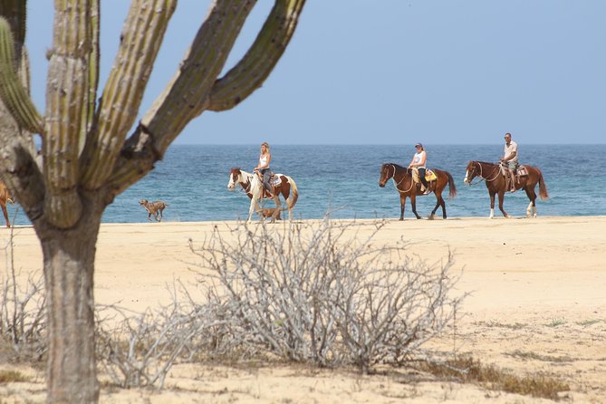 Horseback Riding Tour in Cabo San Lucas - Across Cactus Country and the Dry Forest
