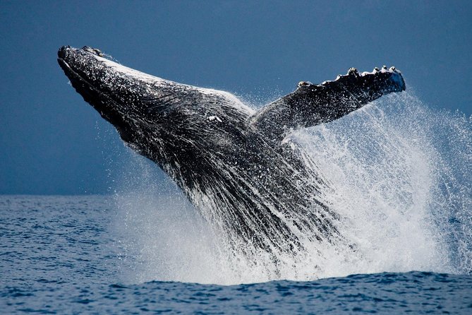 Humpback Whales in Cabo San Lucas - Searching the Pacific or Sea of Cortez