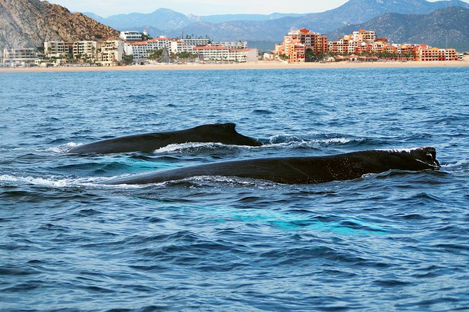 Humpback Whales in Cabo San Lucas - What you might see beyond humpbacks