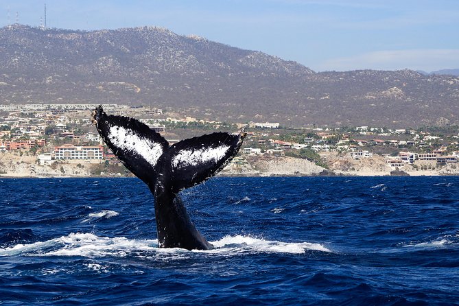 Humpback Whales in Cabo San Lucas - Respectful whale watching, with one safety caveat