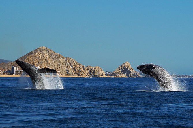 Humpback Whales in Cabo San Lucas - Is $99 a fair price?
