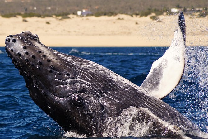 Humpback Whales in Cabo San Lucas - El Arco and the sea lion colony
