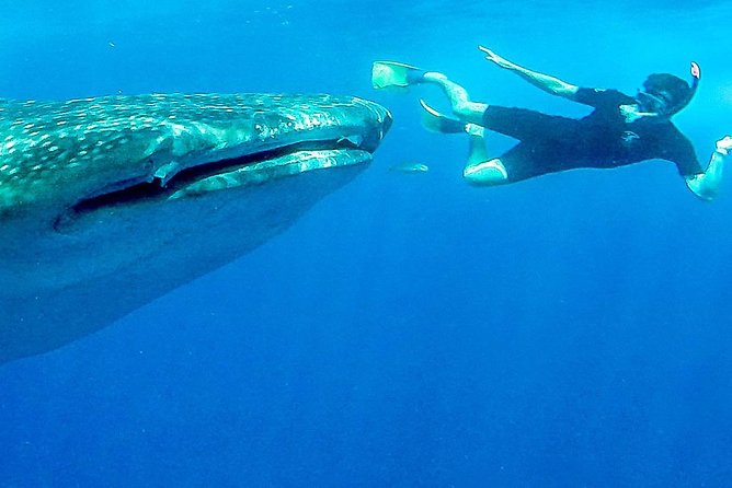 Intimate Eco-Friendly Whale Shark Encounter - Premium Service - Meeting the boat at La Paz’s central dock