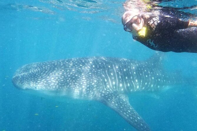 Intimate Eco-Friendly Whale Shark Encounter - Premium Service - Swimming beside a moving ocean giant