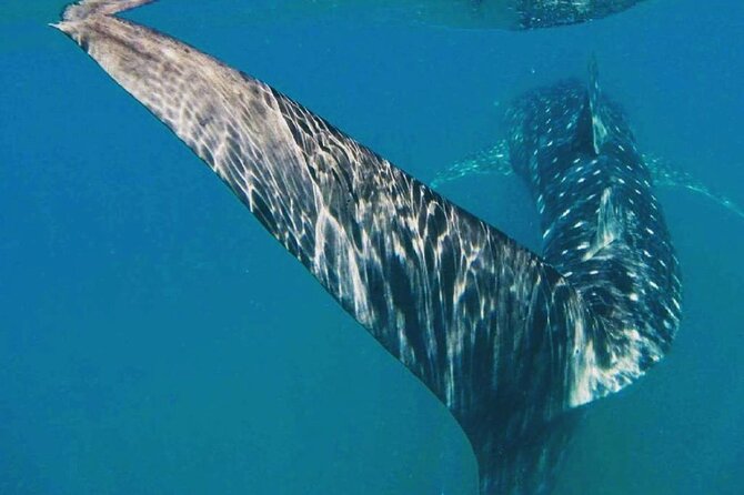 Intimate Eco-Friendly Whale Shark Encounter - Premium Service - A small group changes the whole outing