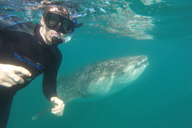Intimate Eco-Friendly Whale Shark Encounter - Premium Service - Photos, videos, snacks, and the eco details