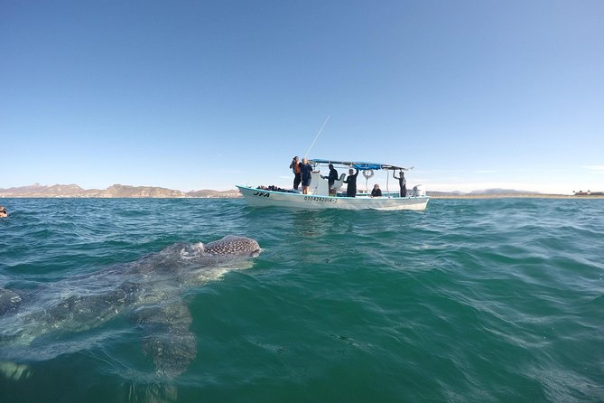Intimate Eco-Friendly Whale Shark Encounter - Premium Service - Weather, timing, and the limits of wildlife trips