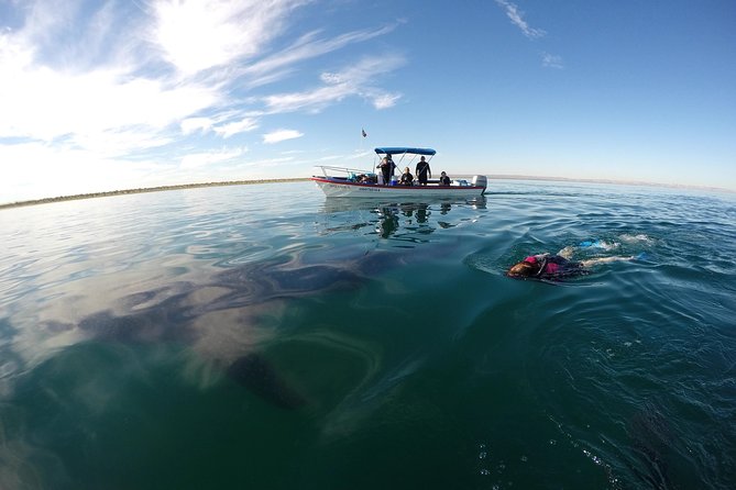 Intimate Eco-Friendly Whale Shark Encounter - Premium Service - Who will enjoy this La Paz whale shark tour?