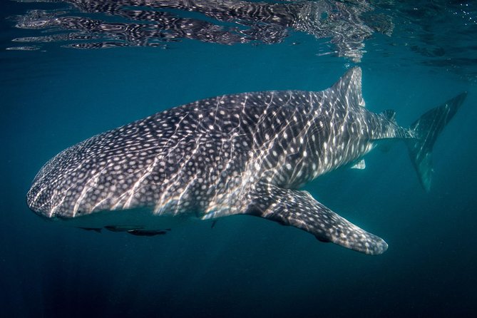 Intimate Eco-Friendly Whale Shark Encounter - Premium Service - Learning about the whale shark sanctuary