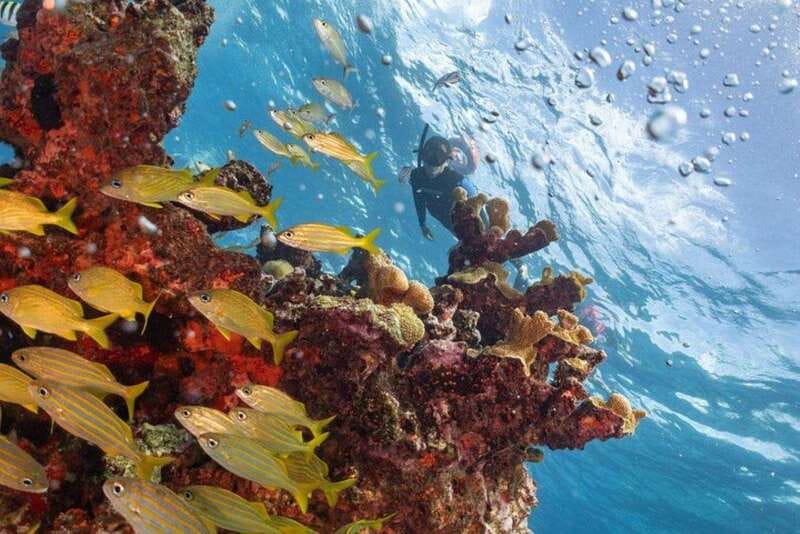 Isla Mujeres: Snorkel Tour at Musa and Manchones Reef - Key Points To Know Before You Go