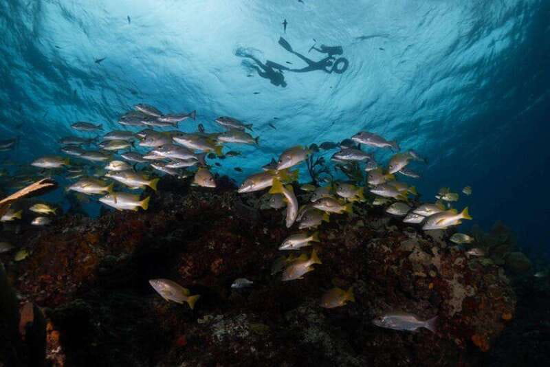 Isla Mujeres: Snorkel Tour at Musa and Manchones Reef - Water Conditions, Life Vests, and Comfort