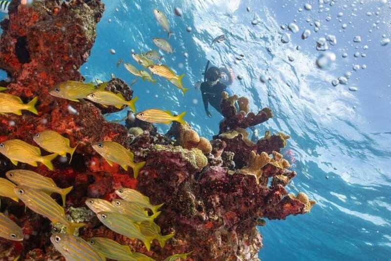 Isla Mujeres: Snorkel Tour at Musa and Manchones Reef - The Guides Are a Major Part of the Value